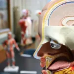 Anatomy figure show with a cross cut in the foreground with blurred figures in the background