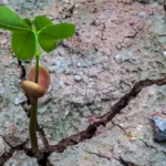 Close-up of cement ground with a small clover-like green leaves budding from a seed coming from a crack in the pavement.